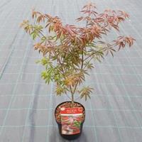 Plantenwinkel.nl Japanse esdoorn (Acer palmatum "Starfish") heester