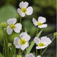 Stijve moerasweegbree (Baldellia ranunculoides) moerasplant - 6 stuks