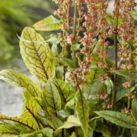 Moeringswaterplanten Bonte waterzuring (Rumex sanguinea) moerasplant - 6 stuks