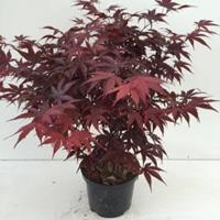 Japanse esdoorn (Acer palmatum "Bloodgood") heester - 40-50 cm - 1 stuks