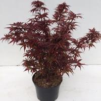 Plantenwinkel.nl Japanse esdoorn (Acer palmatum "Shaina") heester - 30-40 cm - 1 stuks