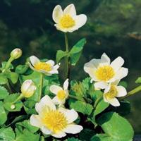 Moeringswaterplanten Witte dotterbloem (Caltha palustris â€œalbaâ€) moerasplant - 6 stuks