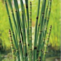 Moeringswaterplanten Japanse holpijp (Equisetum Japonica) moerasplant - 6 stuks