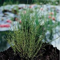 Moeringswaterplanten Dwergholpijp (Equisetum scirpoides) moerasplant - 6 stuks