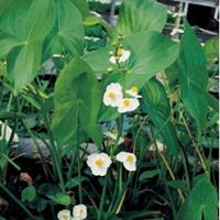 Moeringswaterplanten Breed pijlkruid (Sagittaria latifolia) moerasplant - 6 stuks