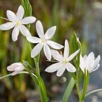 Moeringswaterplanten Witte kafferlelie (Schizostylis coccinea â€œalbaâ€) moerasplant - 6 stuks