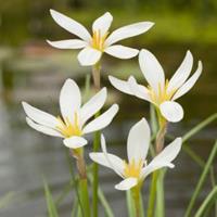 Moeringswaterplanten Witte westenwindbloem (Zephyranthes candida) moerasplant - 6 stuks