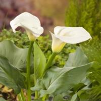 Moeringswaterplanten Witte aronskelk (Zantedeschia aethiopica) moerasplant - 6 stuks