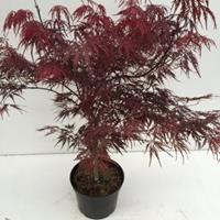 Plantenwinkel.nl Japanse esdoorn (Acer palmatum "Garnet") heester - 40-50 cm - 1 stuks