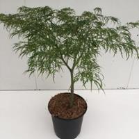 Plantenwinkel.nl Japanse esdoorn (Acer palmatum "Dissectum") heester - 50-60 cm - 1 stuks