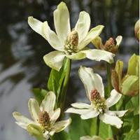 Moeringswaterplanten Wateranemoon (Anemopsis Californica) moerasplant - 6 stuks