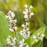 Moeringswaterplanten Wit snoekkruid (Pontederia cordata â€œalbaâ€) moerasplant - 6 stuks