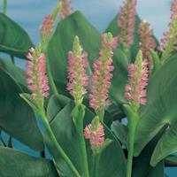 Moeringswaterplanten Roze snoekkruid (Pontederia cordata â€œPink ponsâ€) moerasplant - 6 stuks