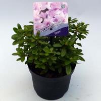 Plantenwinkel.nl Dwerg rododendron (Rhododendron "Snipe") heester - 15-20 cm - 8 stuks