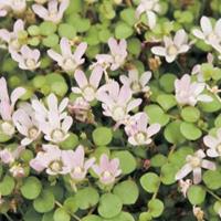 Moeringswaterplanten Teer guichelheil (Anagallis tenella) zuurstofplant - 10 stuks