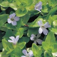 Moeringswaterplanten Brede bacopa (Bacopa caroliniana) zuurstofplant - 10 stuks