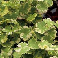 Moeringswaterplanten Bonte waternavel (Hydrocotyle sib. â€œVariegataâ€) zuurstofplant - 10 stuks