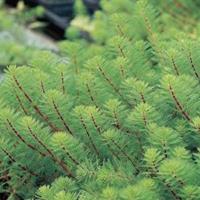 Moeringswaterplanten Diamantkruid (Myriophyllum aquaticum `red stem`) zuurstofplant - 10 stuks