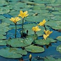 Moeringswaterplanten Watergentiaan (Nymphoides peltata) zuurstofplant - 10 stuks