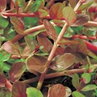 Moeringswaterplanten Rotala (Rotala indica) zuurstofplant - 10 stuks