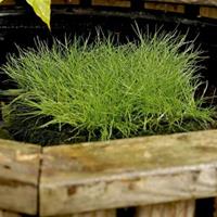 Moeringswaterplanten Borstelbies (Scirpus isolepsis) zuurstofplant - 10 stuks