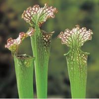 Moeringswaterplanten Amerikaanse bekerplant (Sarracenia farnhamii) moerasplant - 6 stuks