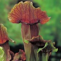 Moeringswaterplanten Oranjebruine trompetbekerplant (Sarracenia â€œMaroonâ€) moerasplant - 6 stuks