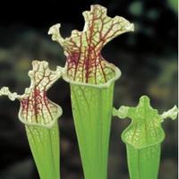 Moeringswaterplanten Witte trompetbekerplant (Sarracenia leucophylla) moerasplant - 6 stuks