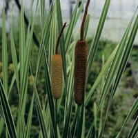 Moeringswaterplanten Grote bonte lisdodde (Typha latifolia â€œvariegataâ€) moerasplant - 6 stuks