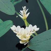 Moeringswaterplanten Kaapse waterlelie (Aponogeton Distachyos) waterlelie - 6 stuks