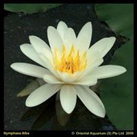 Moeringswaterplanten Witte waterlelie (Nymphaea alba) waterlelie - 6 stuks