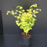 Plantenwinkel.nl Japanse esdoorn (Acer shirasawanum "Aureum") heester - 40-50 cm - 1 stuks