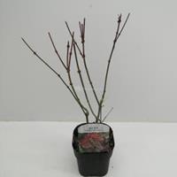 Plantenwinkel.nl Japanse esdoorn (Acer Palmatum "Atropurpureum") - 30+ cm - 6 stuks