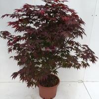 Plantenwinkel.nl Japanse esdoorn (Acer Palmatum "Atropurpureum") - 80-100 cm - 1 stuks