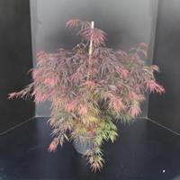 Japanse esdoorn (Acer palmatum "Garnet") heester - 60-80 cm - 1 stuks