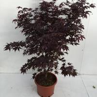 Plantenwinkel.nl Japanse esdoorn (Acer palmatum "Bloodgood") heester - 100+ cm - 1 stuks