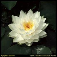 Moeringswaterplanten Witte waterlelie (Nymphaea Gonnere) waterlelie - 6 stuks