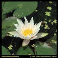 Moeringswaterplanten Witte dwergwaterlelie (Nymphaea pygmea alba) waterlelie - 6 stuks