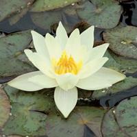 Moeringswaterplanten Gele dwergwaterlelie (Nymphaea pygmaea Helvola) waterlelie - 6 stuks