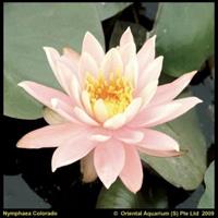 Moeringswaterplanten Zalmroze waterlelie (Nymphaea Colorado) waterlelie - 6 stuks