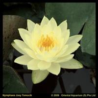Moeringswaterplanten Gele waterlelie (Nymphaea Joey Tomocik) waterlelie - 6 stuks