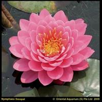 Moeringswaterplanten Roze waterlelie (Nymphaea fire opal) waterlelie - 6 stuks