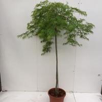 Plantenwinkel.nl Japanse esdoorn op stam (Acer palmatum "Dissectum") heester