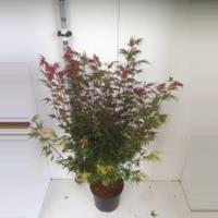 Japanse esdoorn (Acer palmatum "Shaina") heester - 110+ cm - 3 stuks