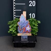 Plantenwinkel.nl Klokjesbloem (campanula poscharskyana) bodembedekker - 4-pack - 1 stuks