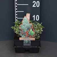 Plantenwinkel.nl Kardinaalsmuts (euonymus fortunei "Emerald Gaiety") bodembedekker - 4-pack - 1 stuks