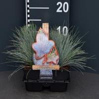 Plantenwinkel.nl Zwenkgras (Festuca glauca "Elijah Blue") bodembedekker - 4-pack - 1 stuks