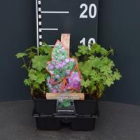 Plantenwinkel.nl Ooievaarsbek (geranium cantabrigiense "Karmina") bodembedekker - 4-pack - 1 stuks