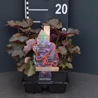 Plantenwinkel.nl Purperklokje (heuchera micrantha "Palace Purple") bodembedekker - 4-pack - 1 stuks