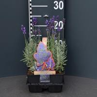 Plantenwinkel.nl Lavendel (lavandula angustifolia "Hidcote") bodembedekker - 1 stuks